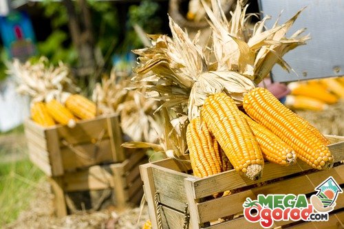 Советы огородникам: как вырастить кукурузу на даче и получить хороший урожай